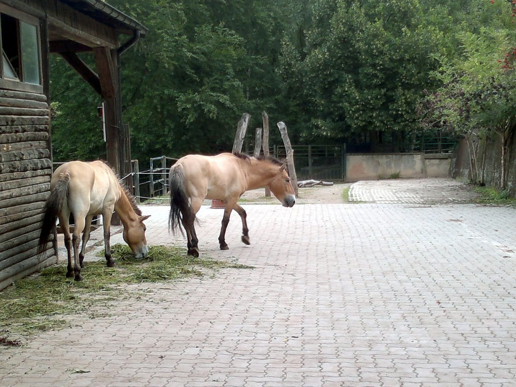 Pferde in Tierpark Gera