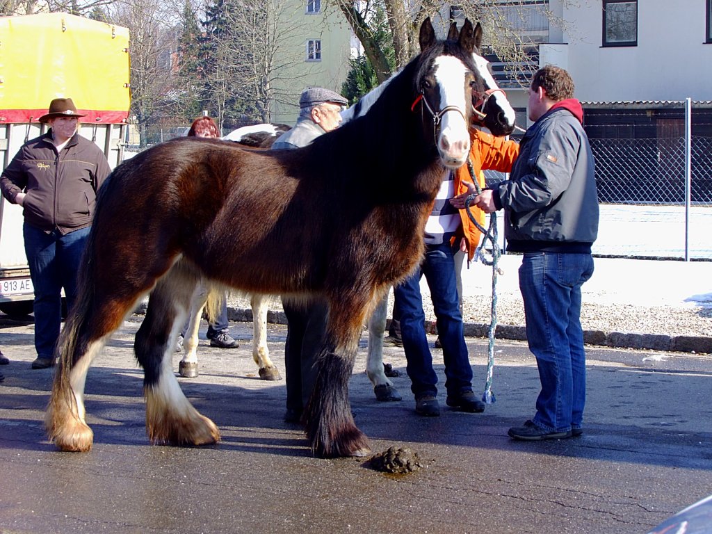 Pferdehandel mit Handschlagqualitt; 120222