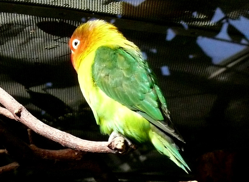 Pfirsichkpfchen (Agapornis fischeri) am 17.05.2009 in Wilhelma/Stuttgart