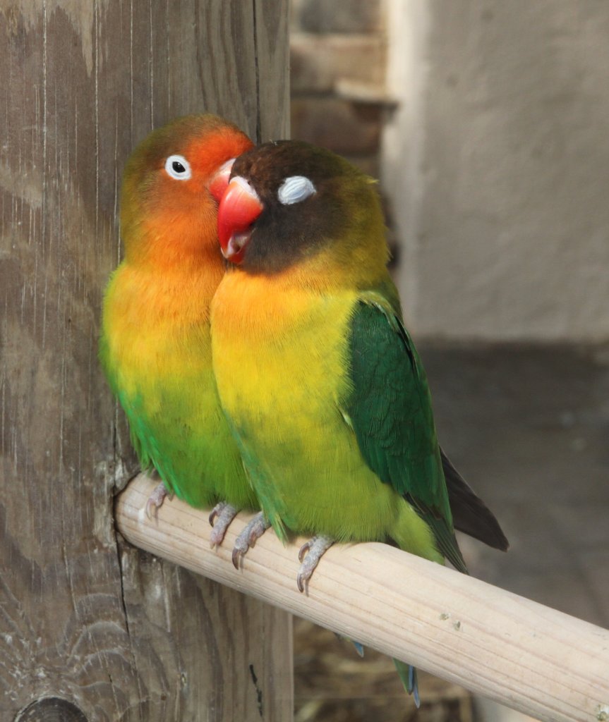 Pfirsichkpfchen (Agapornis fischeri) und Rukpfchen (Agapornis nigrigenis) sitzen verliebt auf einer Stange. Orangerie in Strasbourg am 18.3.2010.