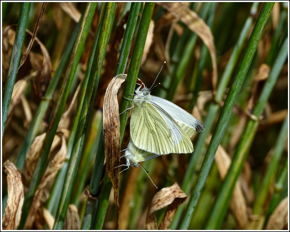 (Pieris napi) Rapsweilinge bei der Paarung. 21.07.2012  (Hans)