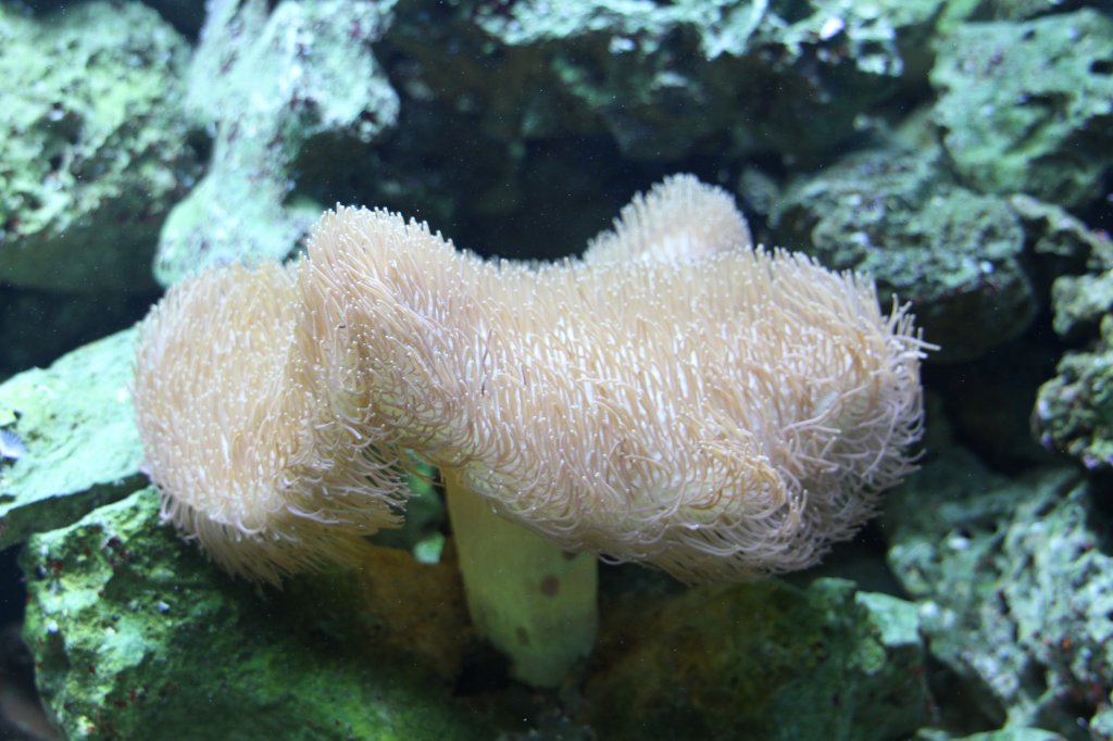 Pilz-Lederkoralle (Sarcophyton sp.) am 23.4.2010 im Meeresaquarium Zella-Mehlis. 