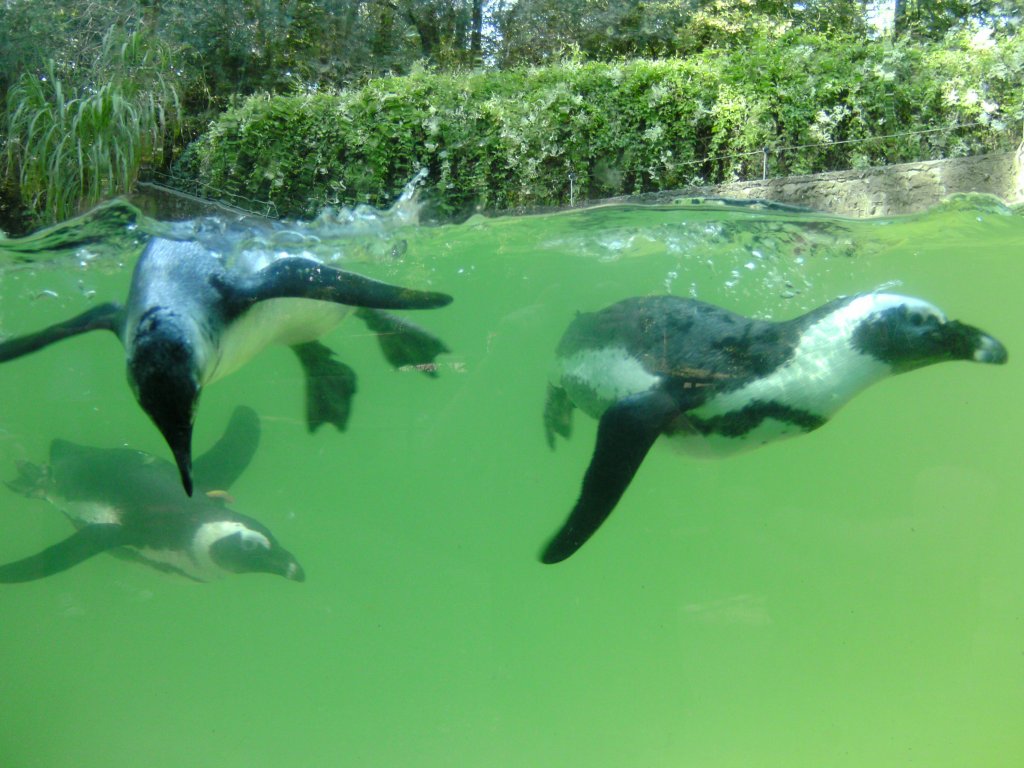 pinguine beim schwimmen im Zoo Duisburg 