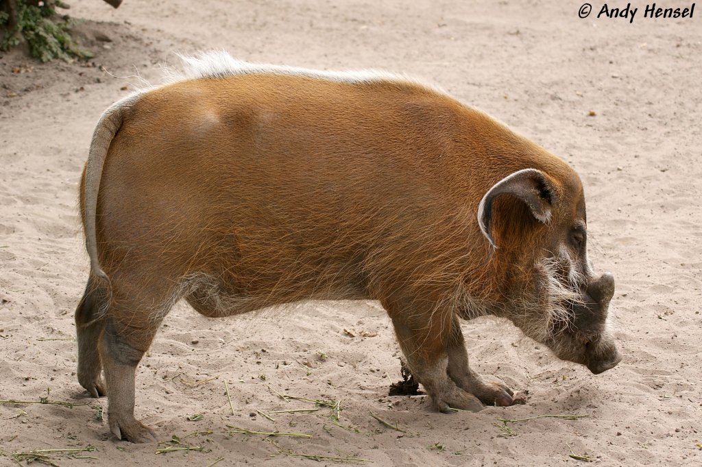 Pinselohrschwein