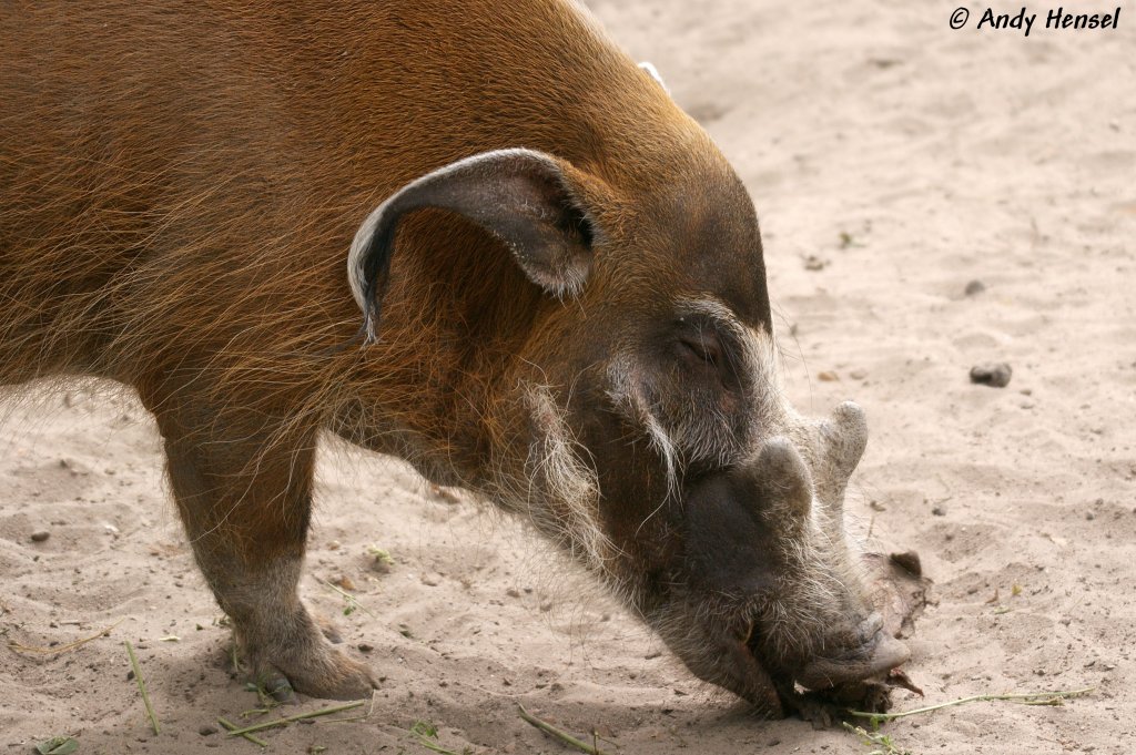 Pinselohrschwein