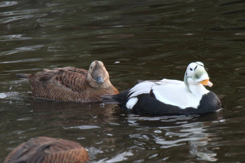 Plschkopfenten (Somateria fischeri)am 18.4.2010 im Tierpark Berlin.