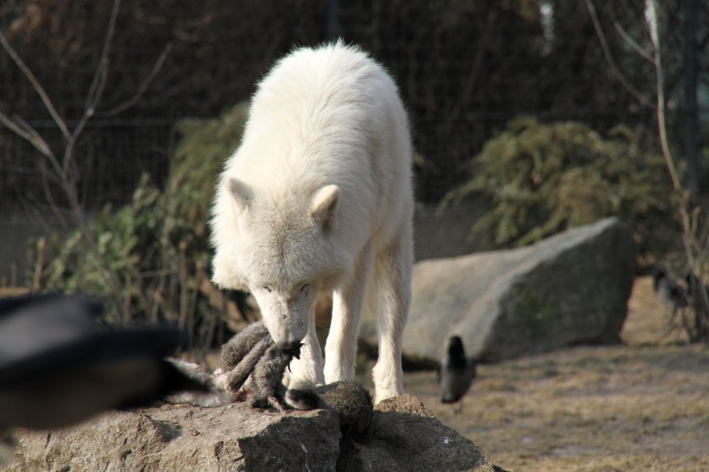 Poarwolf (Canis lupus arctos) bei der Nahrungsaufnahme. Zoo Berlin am 11.3.2010.