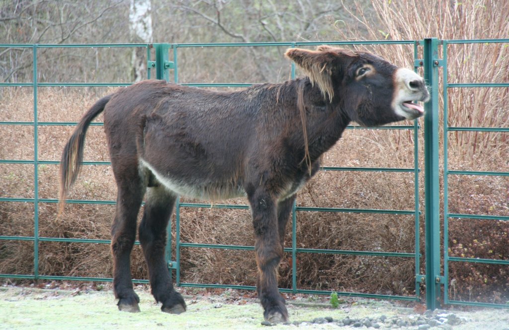 Poitou-Esel (Equus africanus f. asinus) macht sich bemerkbar. Tierpark Berlin am 13.12.2009.