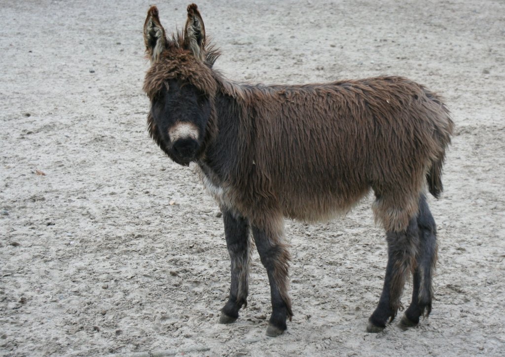 Poitou-Esel (Equus africanus f. asinus) am 13.12.2009 im Tierpark Berlin.