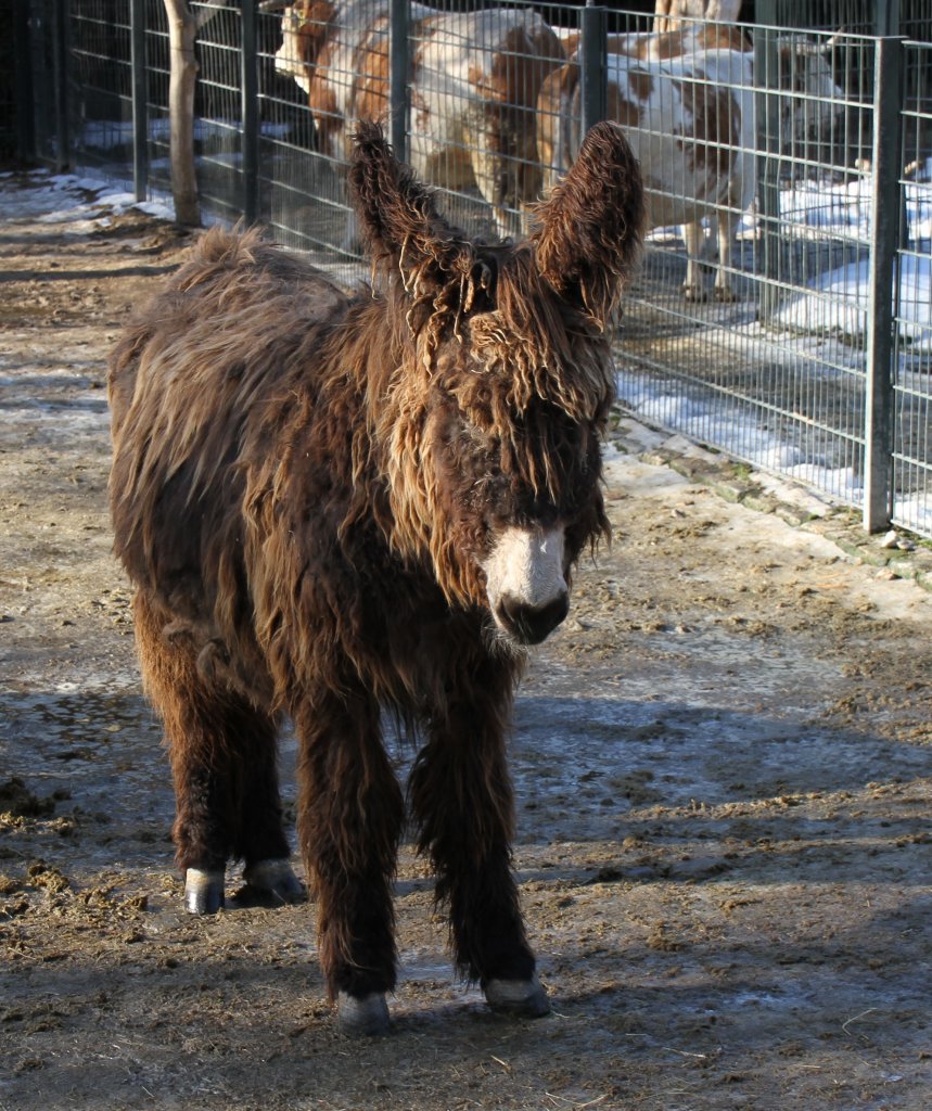 Poitou-Esel (Equus africanus f. asinus) am 25.2.2010 im Zoo Berlin.
