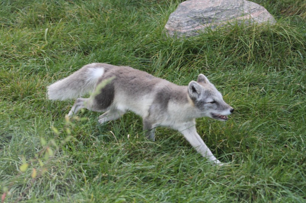 Polarfuchs (Alopex lagopus) am 13.9.2010 im Toronto Zoo.