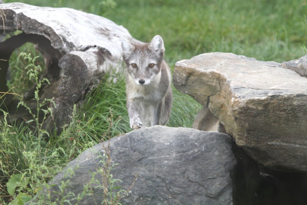 Polarfuchs oder Eisfuchs (Alopex lagopus) am 13.9.2010 im Toronto Zoo.