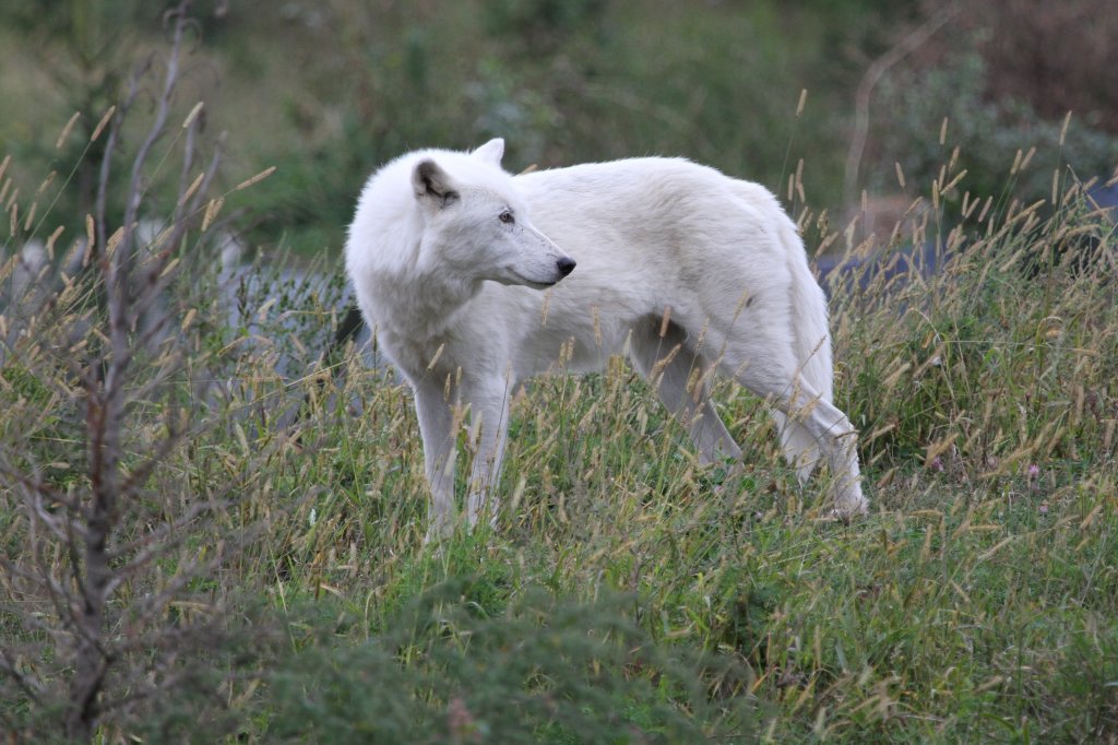 Polarwolf am 25.9.2010 im Toronto Zoo.