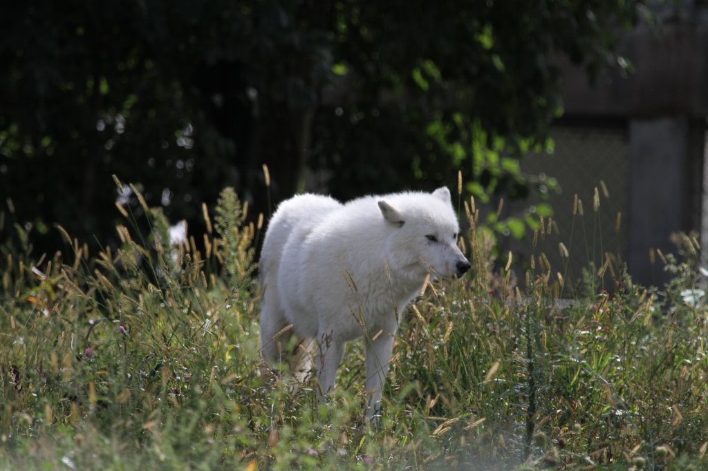 Polarwolf oder Weiwolf (Canis lupus arctos) am 13.9.2010 im Zoo Toronto.