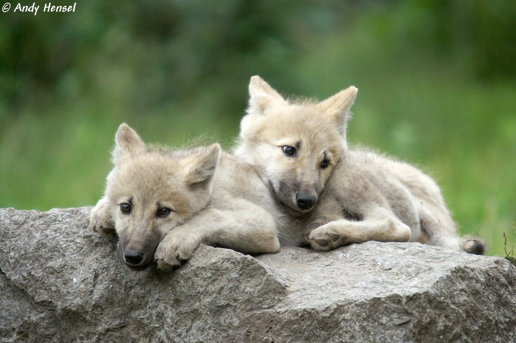 Polarwolfwelpen (geb. am 30.04.2010 im Zoo Berlin)