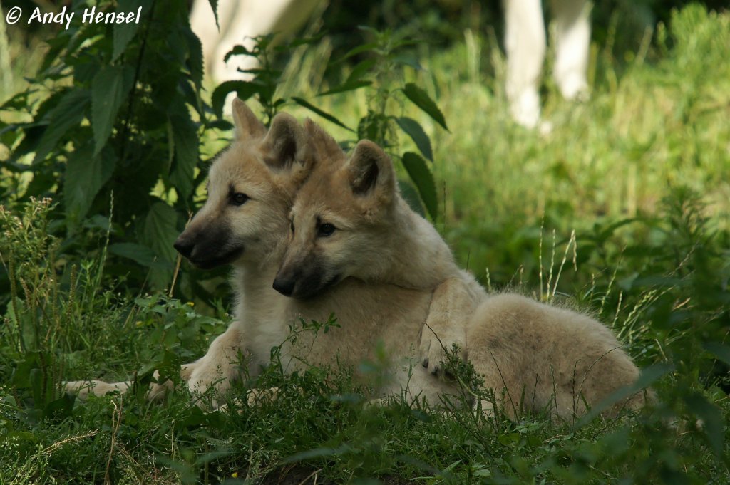 Polarwolfwelpen (geb. am 30.04.2010 im Zoo Berlin)