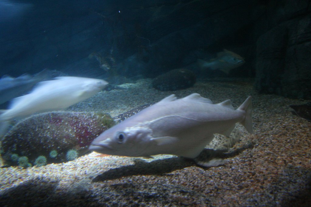 Pollack (Pollachius pollachius) am 10.1.2010 im Sea Life Berlin.