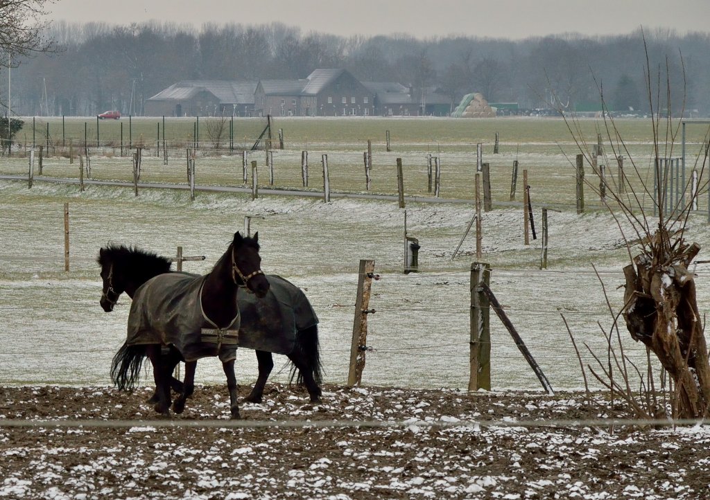 Ponys auf einer Weide am Niederrhein. Die Pferdchen sind gegen den eisigen Wind mit Decken geschtzt.23.3.2013