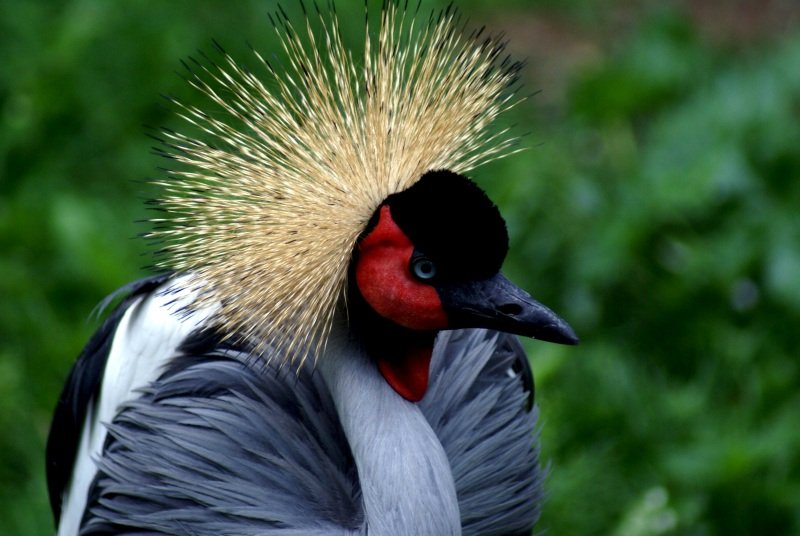 Portrait eines Kronenkranichs posierend im Zoo Berlin.