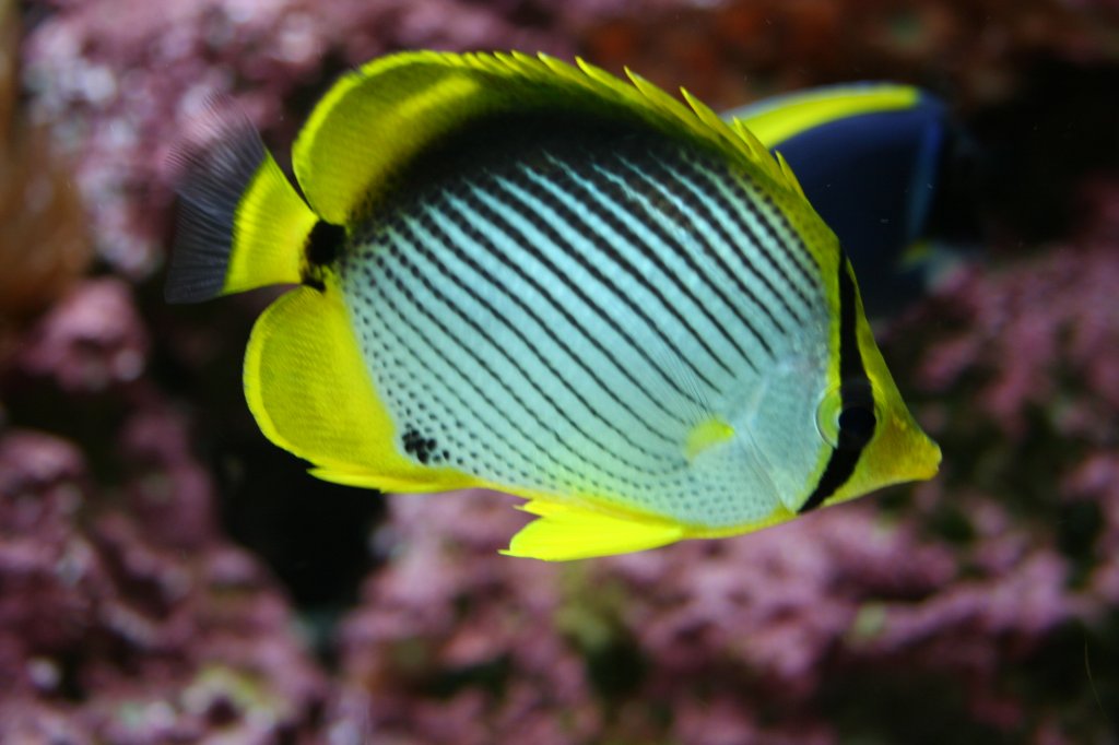 Portrait eines Schwarzrcken-Falterfisch (Chaetodon melanotu). Wilhelma 30.3.2008.