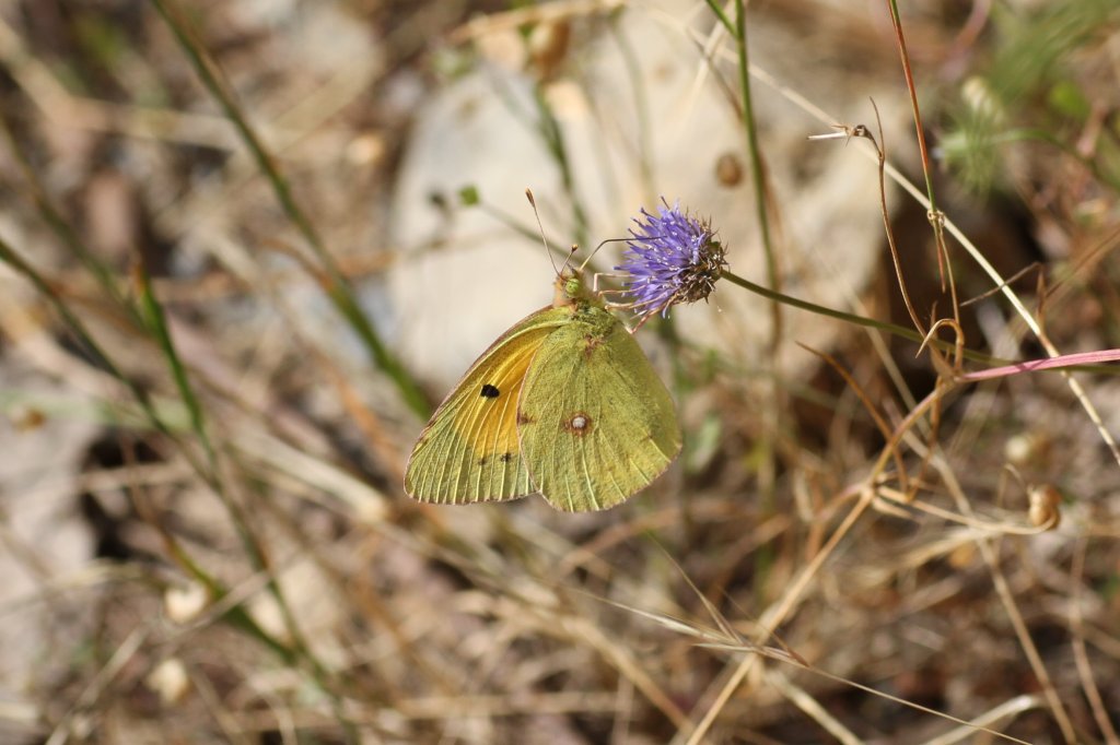 Postillon oder Wander-Gelbling (Colias croceus) am 18.6.2010 in den Bergen bei Lousa.