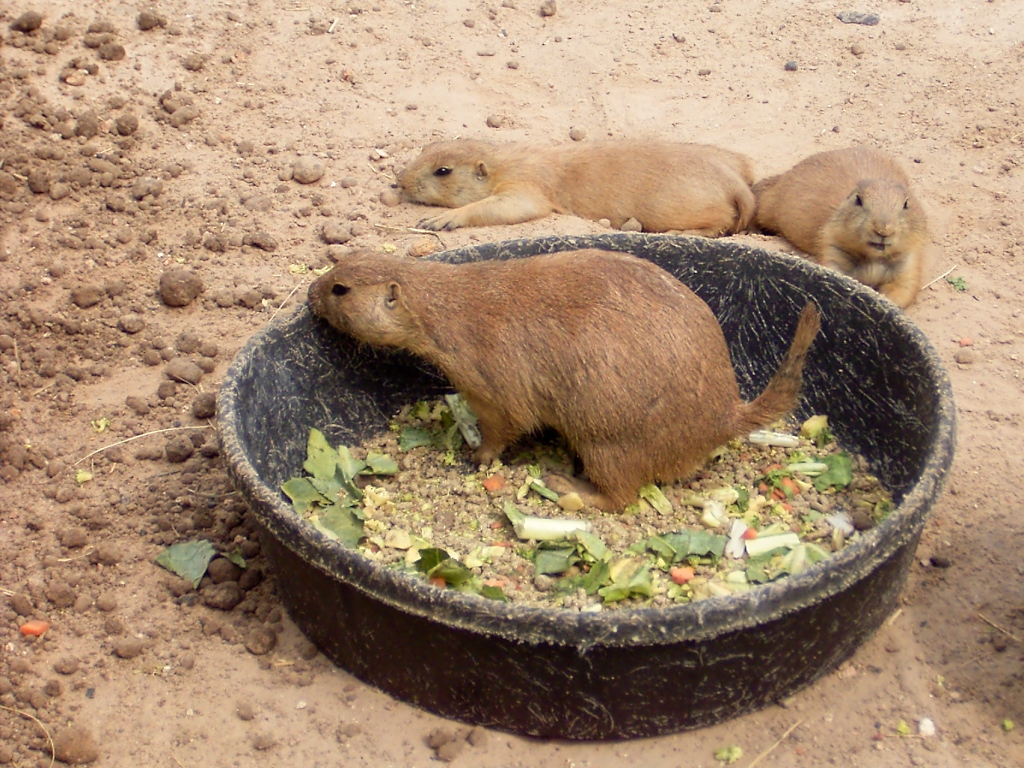 Prriehund im Zoo von Houston, TX (27.05.09)