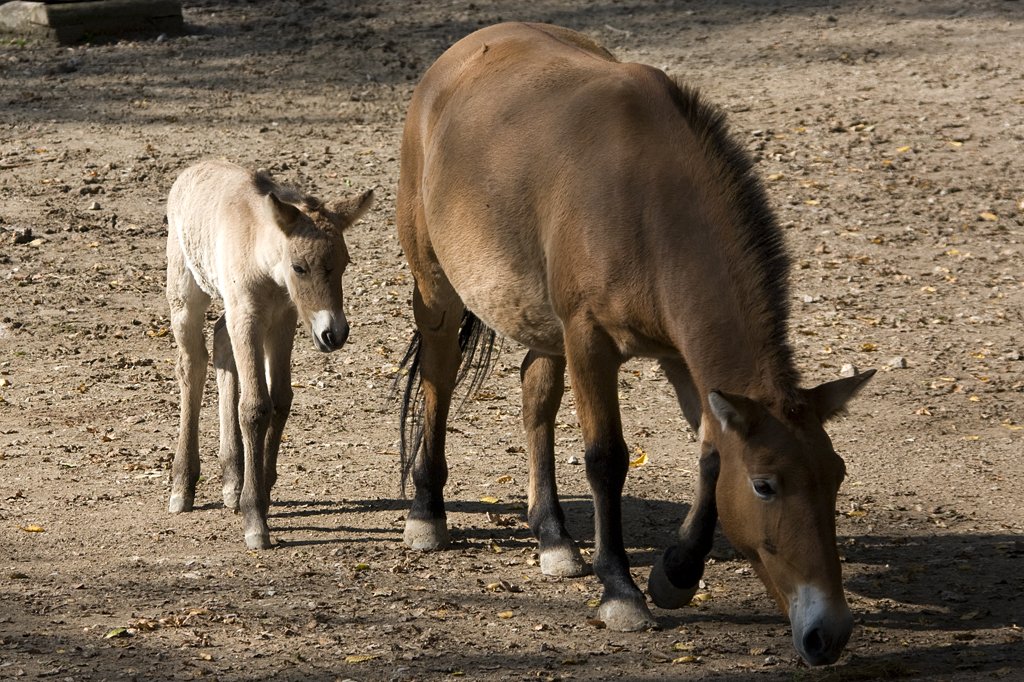 Przewalski Pferd,  07.10.2007 Salzburg