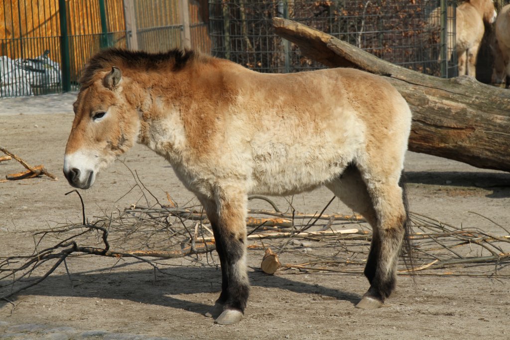 Przewalski-Pferd (Equus ferus przewalskii) am 11.3.2010 im Zoo Berlin.