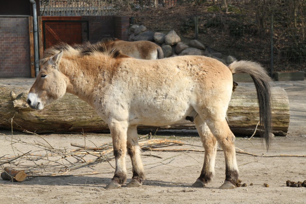 Przewalski-Pferd (Equus ferus przewalskii) am 11.3.2010 im Zoo Berlin.
