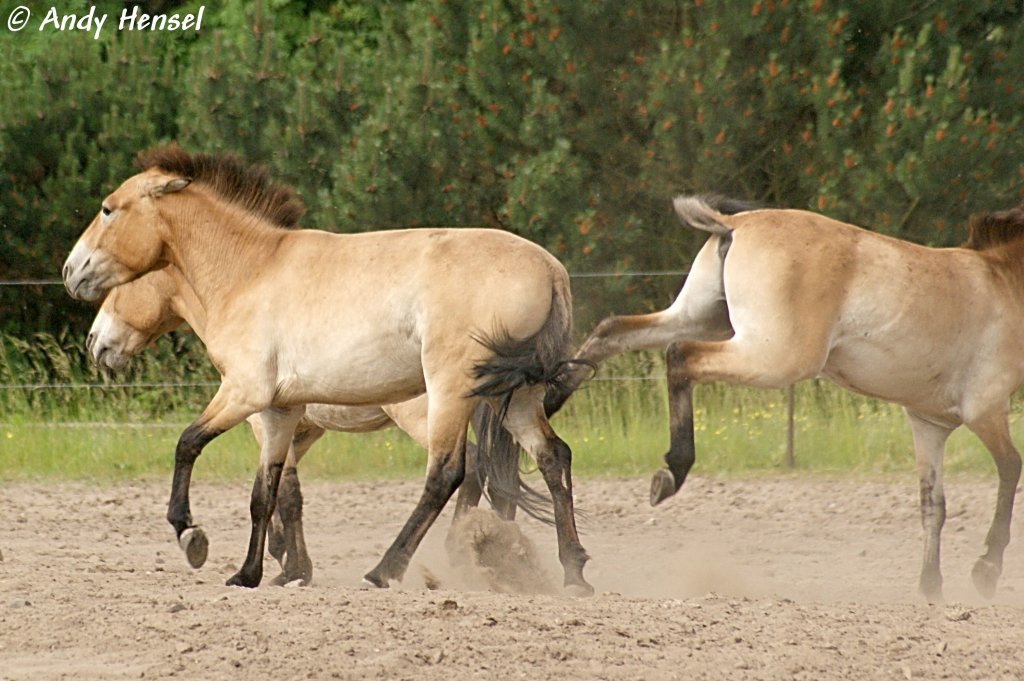 Przewalski-Pferde. Hier kriegt wohl gerade einer einen Tritt.