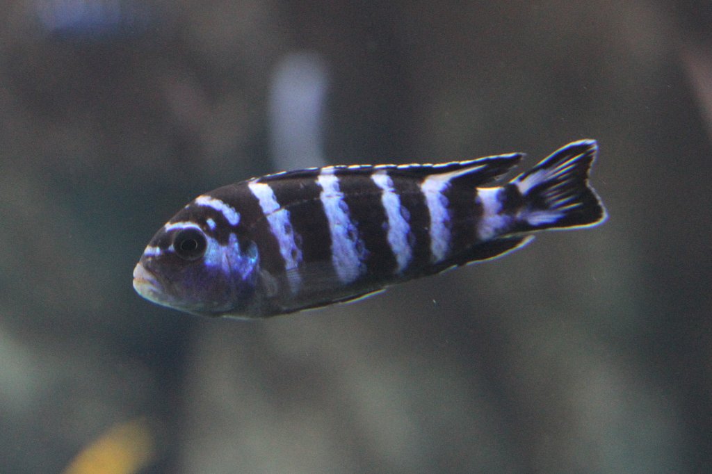 Pseudotropheus demasoni am 25.9.2010 im Toronto Zoo.