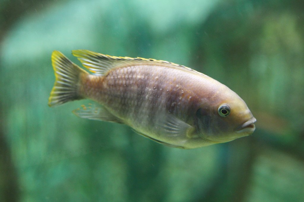 Pseudotropheus sp. am 3.10.2010 im Marineland in Niagara Falls,ON.