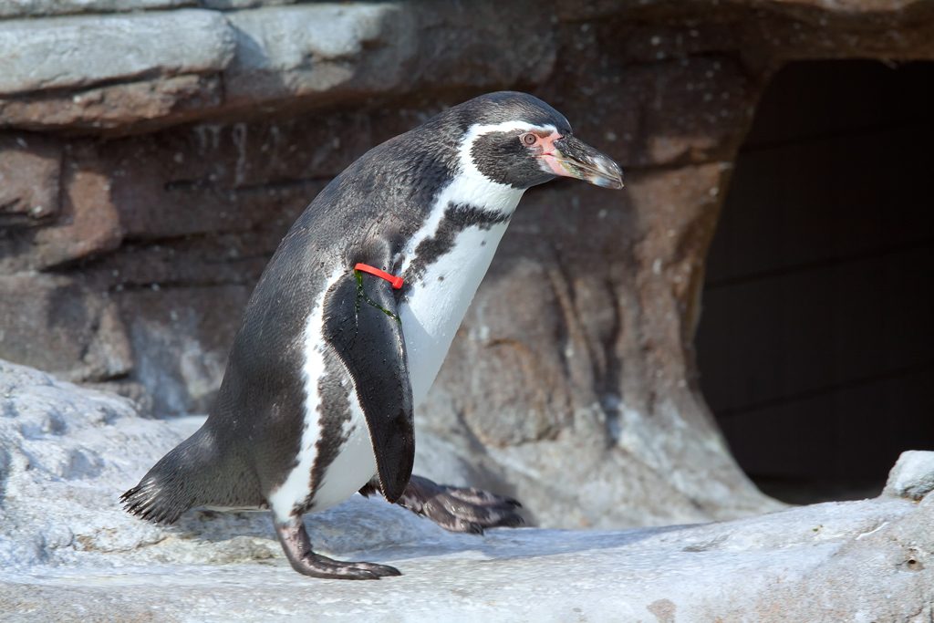 Publikumsmagnet sind die Humboldt-Pinguine auf der Dachterrasse des Ozeaneums. - 07.09.2010
