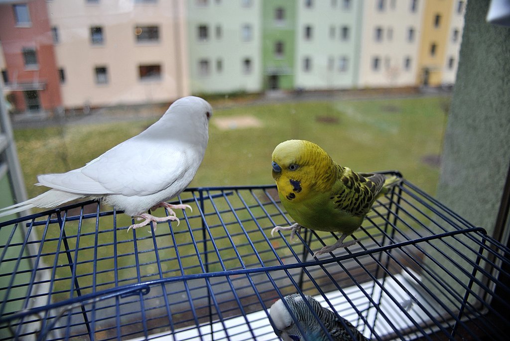 Pucki und Bobby auf dem Bauer. Foto vom 05.11.10.