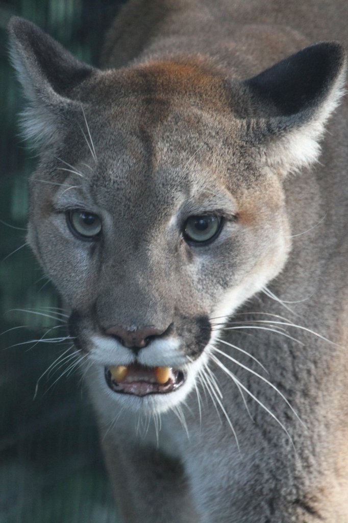 Puma (Puma concolor) am 13.9.2010 im Toronto Zoo.