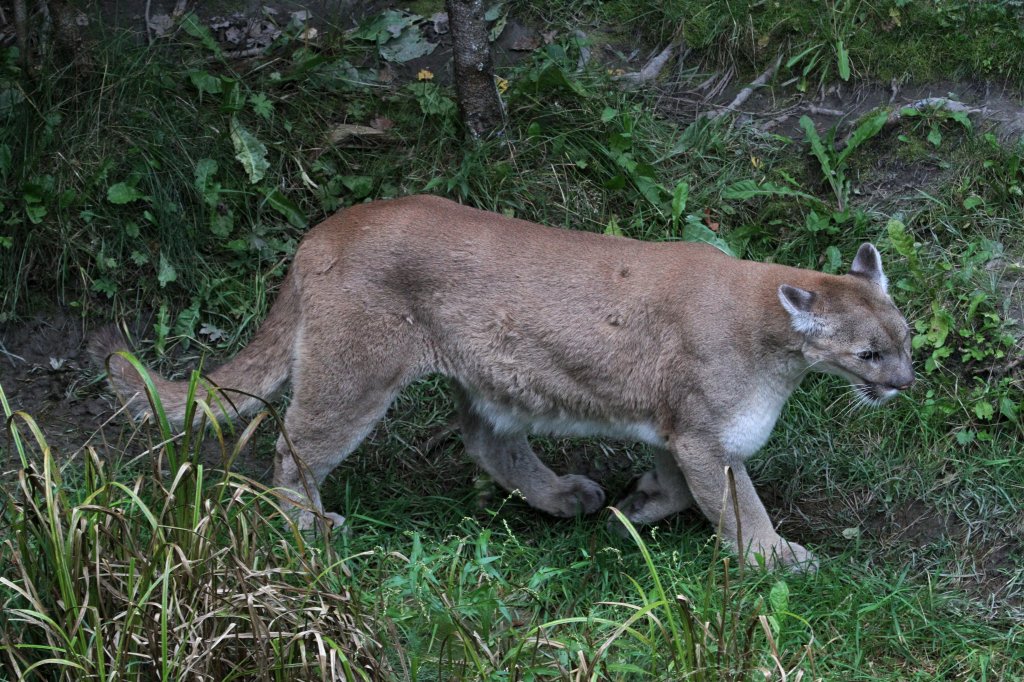 Puma (Puma concolor) am 18.9.2010 im Zoo Sauvage de Saint-Flicien,QC.