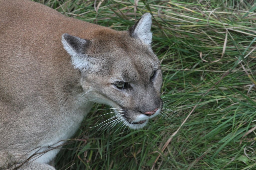 Puma (Puma concolor) am 18.9.2010 im Zoo Sauvage de Saint-Flicien,QC.