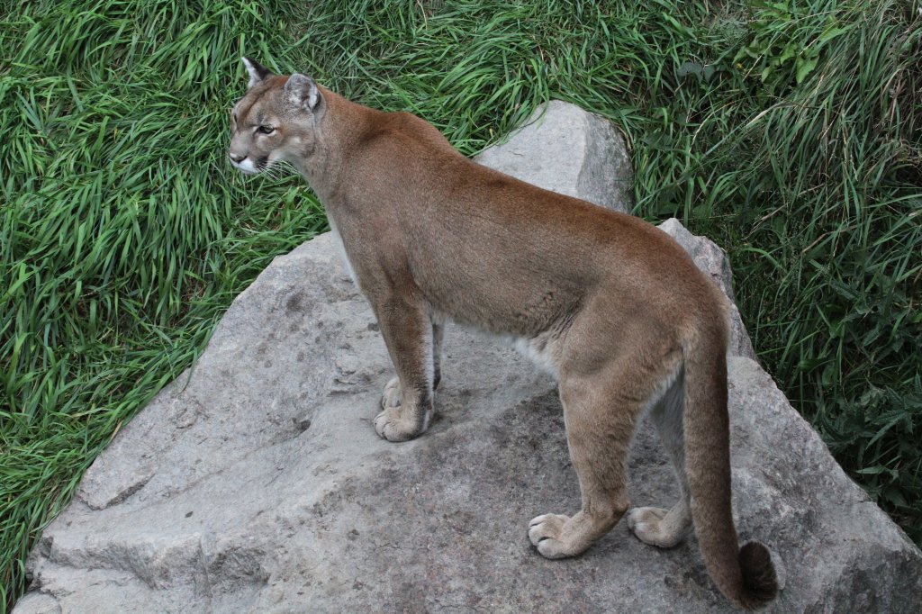 Puma (Puma concolor) am 18.9.2010 im Zoo Sauvage de Saint-Flicien,QC.