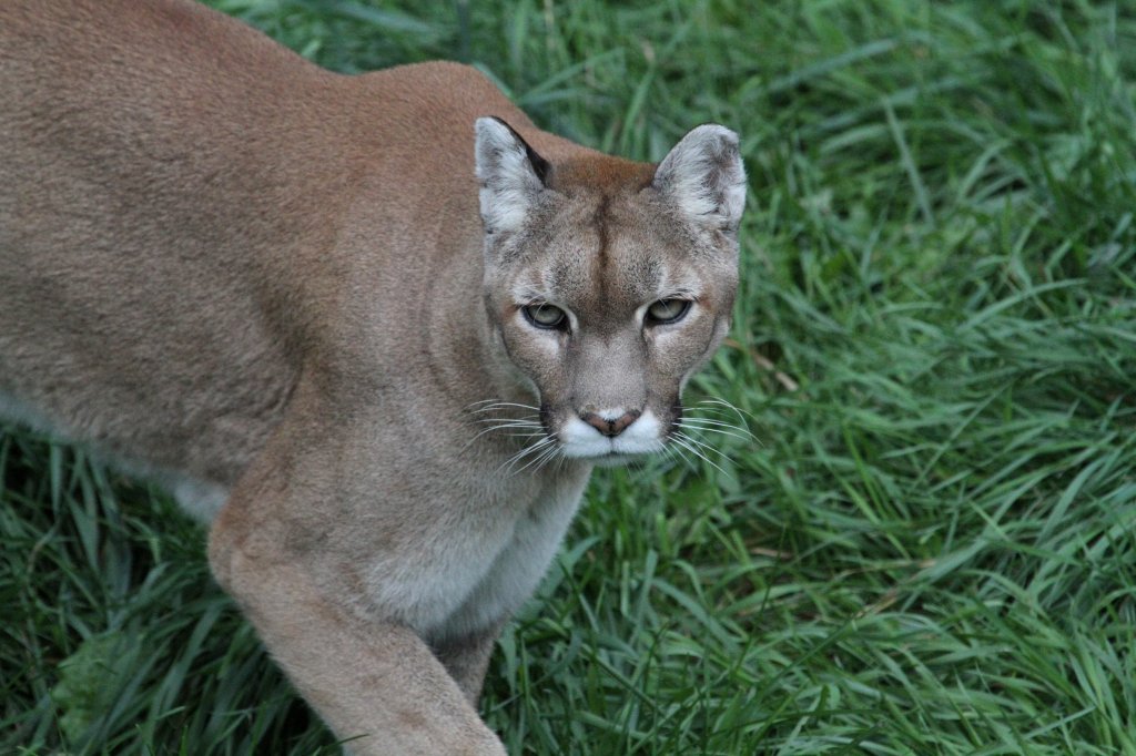 Puma (Puma concolor) am 18.9.2010 im Zoo Sauvage de Saint-Flicien,QC.