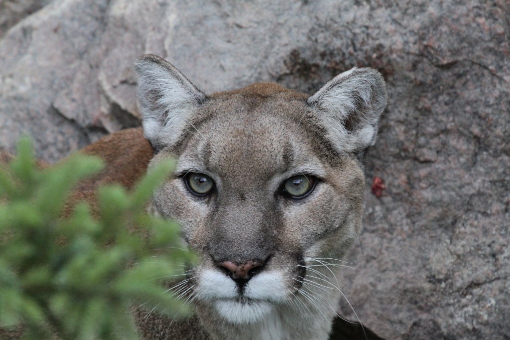 Puma (Puma concolor) am 18.9.2010 im Zoo Sauvage de Saint-Flicien,QC.