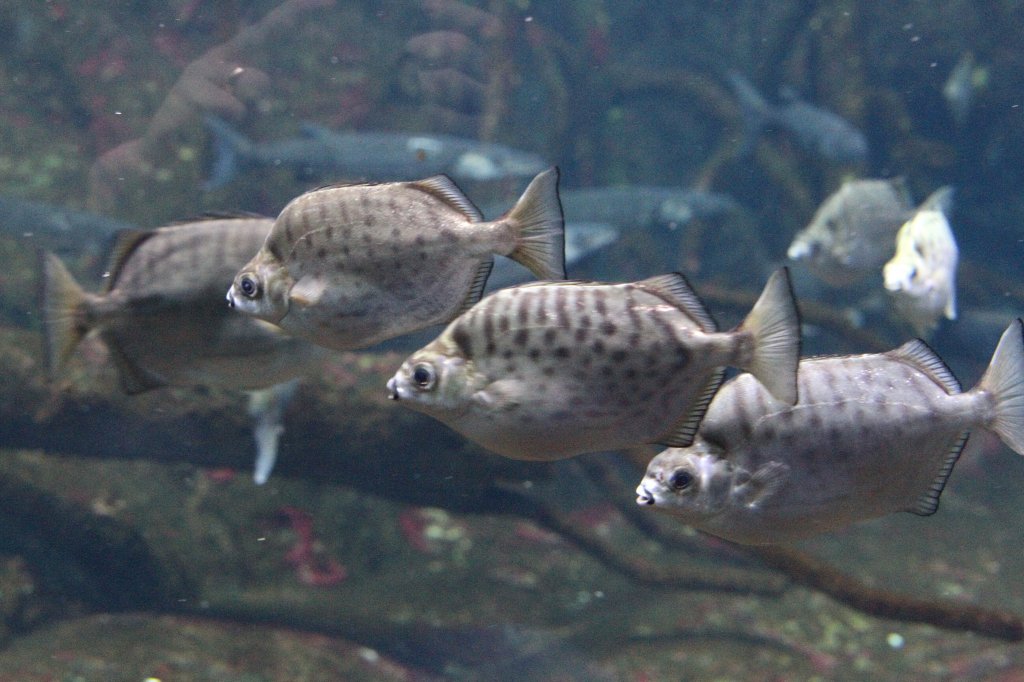 Punktstreifen-Argusfisch oder auch Silber-Argusfisch (Selenotoca multifasciata) am 12.3.2010 im Zooaquarium Berlin.