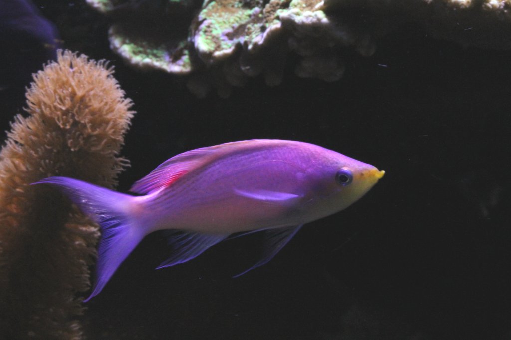 Purpur Fahnenbarsch (Mirolabrichthys tuka) am 9.2.2010 im Vivarium Karlsruhe.
