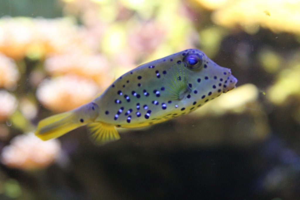 Pyramiden-Kofferfisch (Tetrosomus gibbosus) am 19.3.2010 im Zooaquarium Basel.