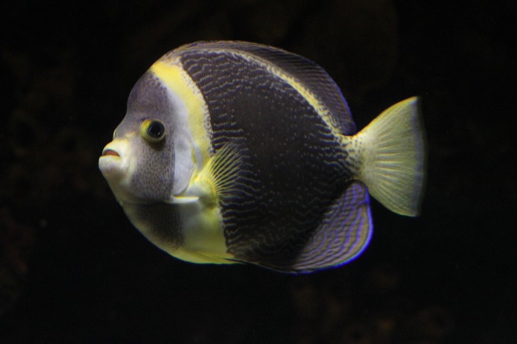 Queensland- Samtkaiserfisch (Chaetodontoplus duboulayi) am 25.9.2010 im Toronto Zoo.