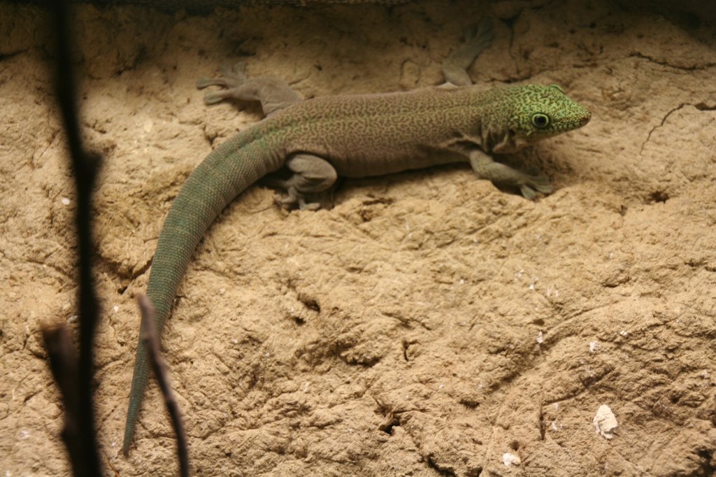 Querstreifen-Taggecko (Phelsuma standingi) am 13.12.2009 im Tierpark Berlin.