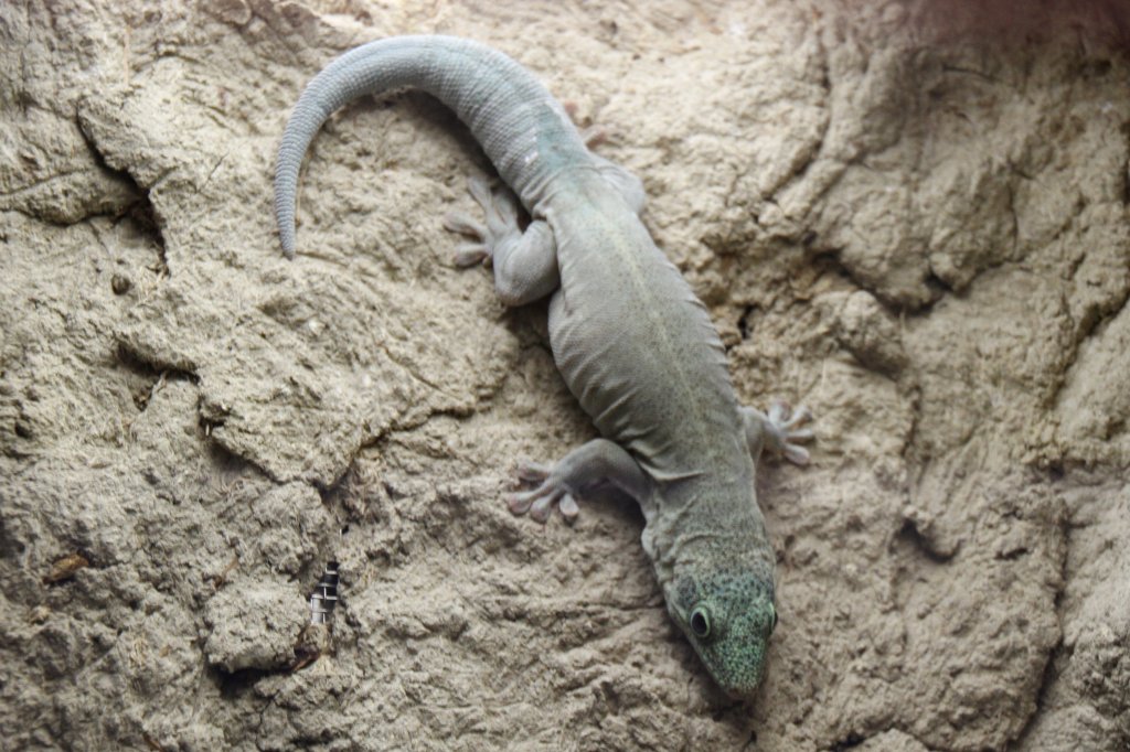 Querstreifen-Taggecko (Phelsuma standingi) am 18.4.2010 im Tierpark Berlin.