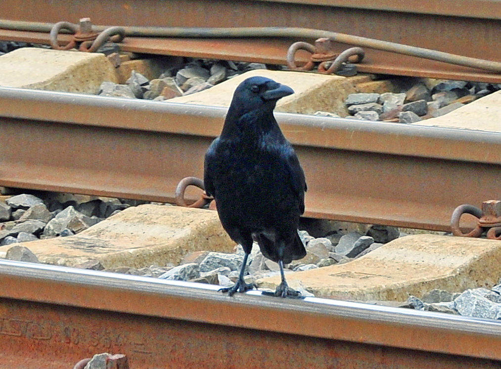 Rabe als Gleiswchter am Bahnhof Rheinbach - 01.11.2010