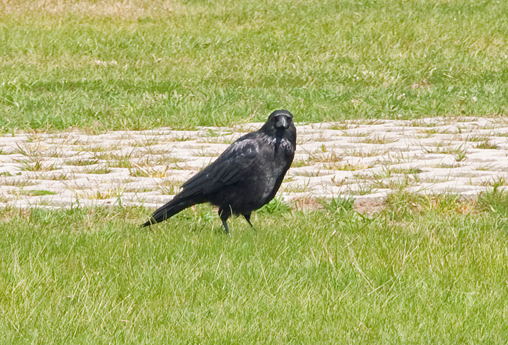 Rabe am Flugplatz Bonn-Hangelar - 06.05.2013