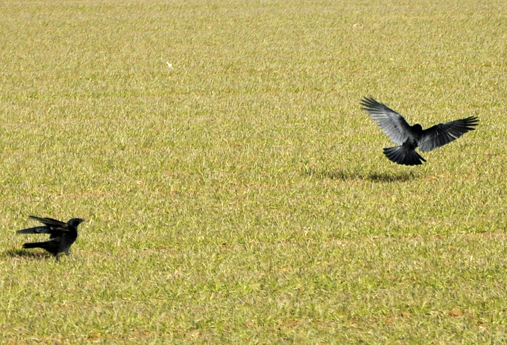 Rabe bei der Landung auf einer Wiese - 06.03.2013