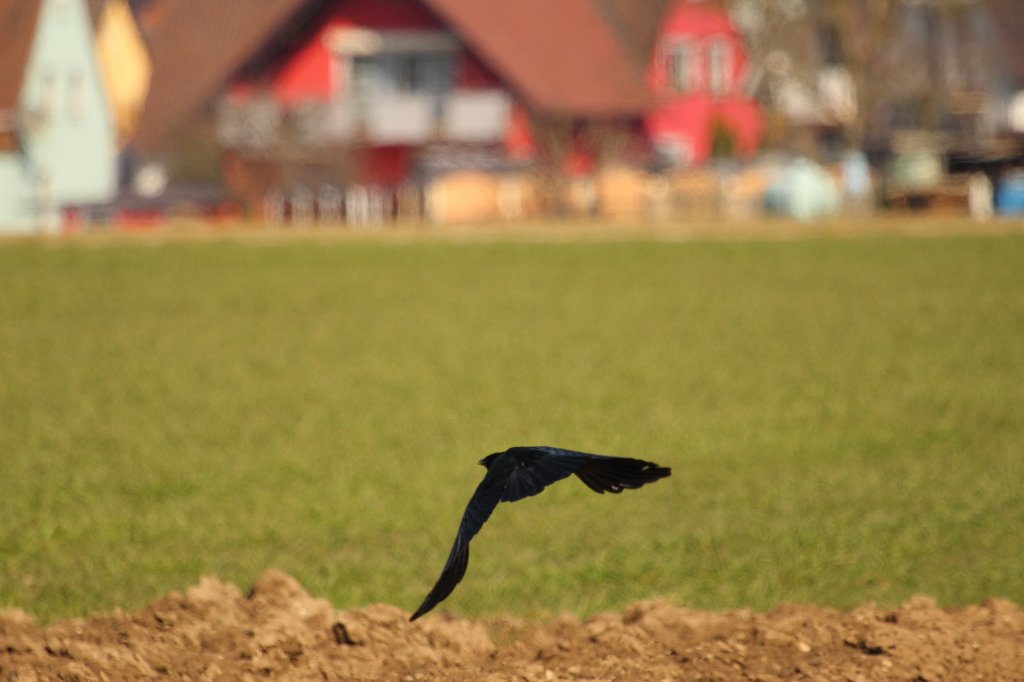 Rabe bei Staffelstein am 25.03.2013.